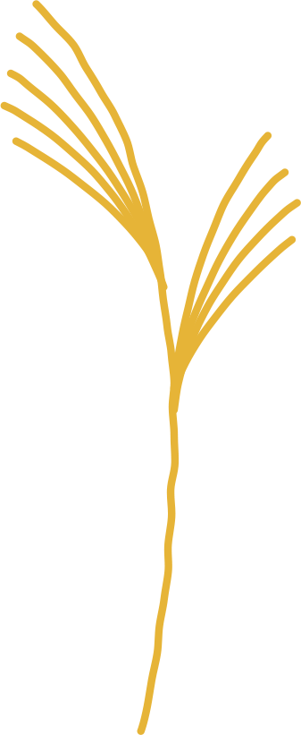 mancheta